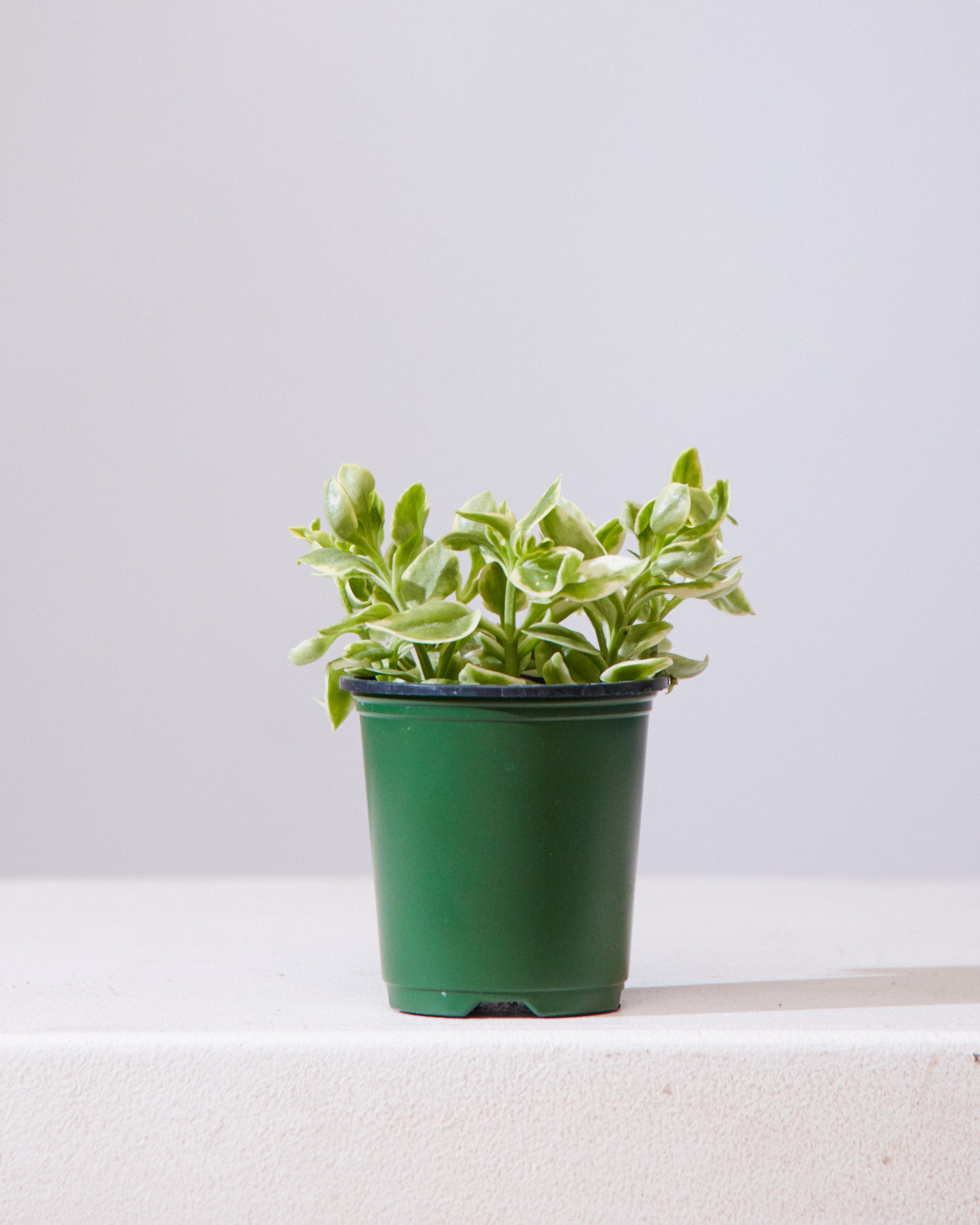 Variegated Cat's Tongue: Aptenia Cordifolia - 4 inch pot