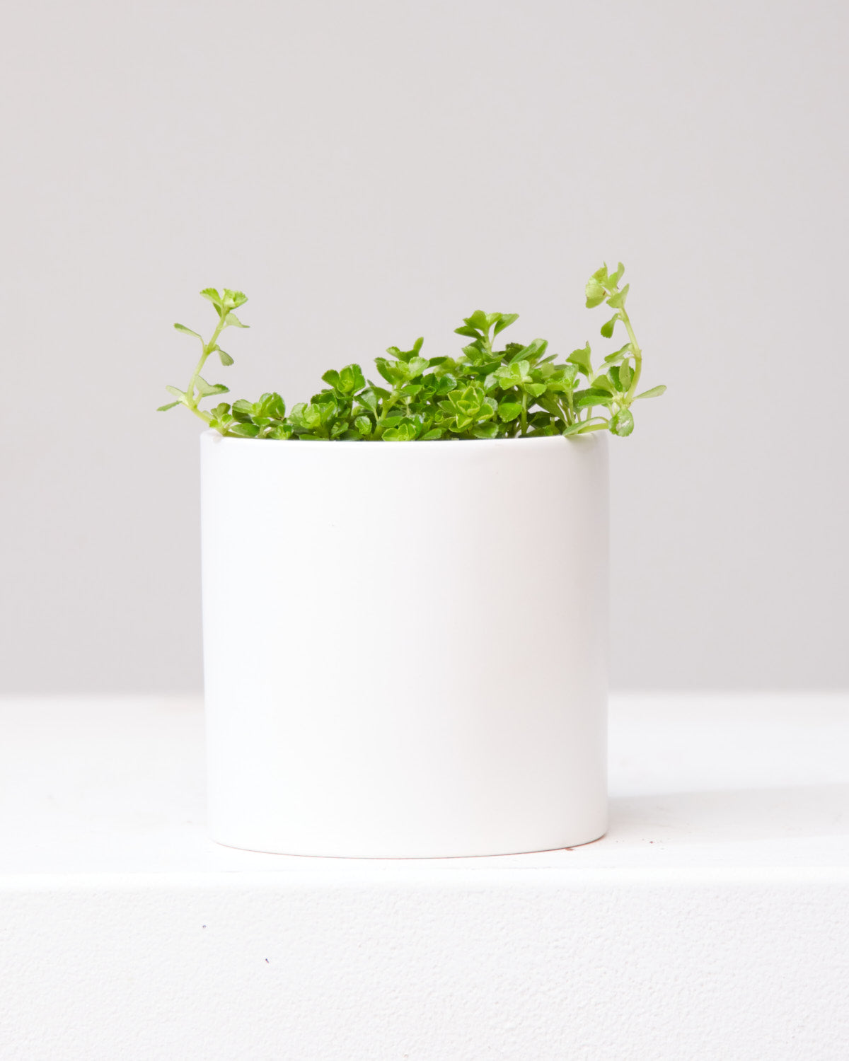 Baby Tears: Pilea depressa - 4 inch pot