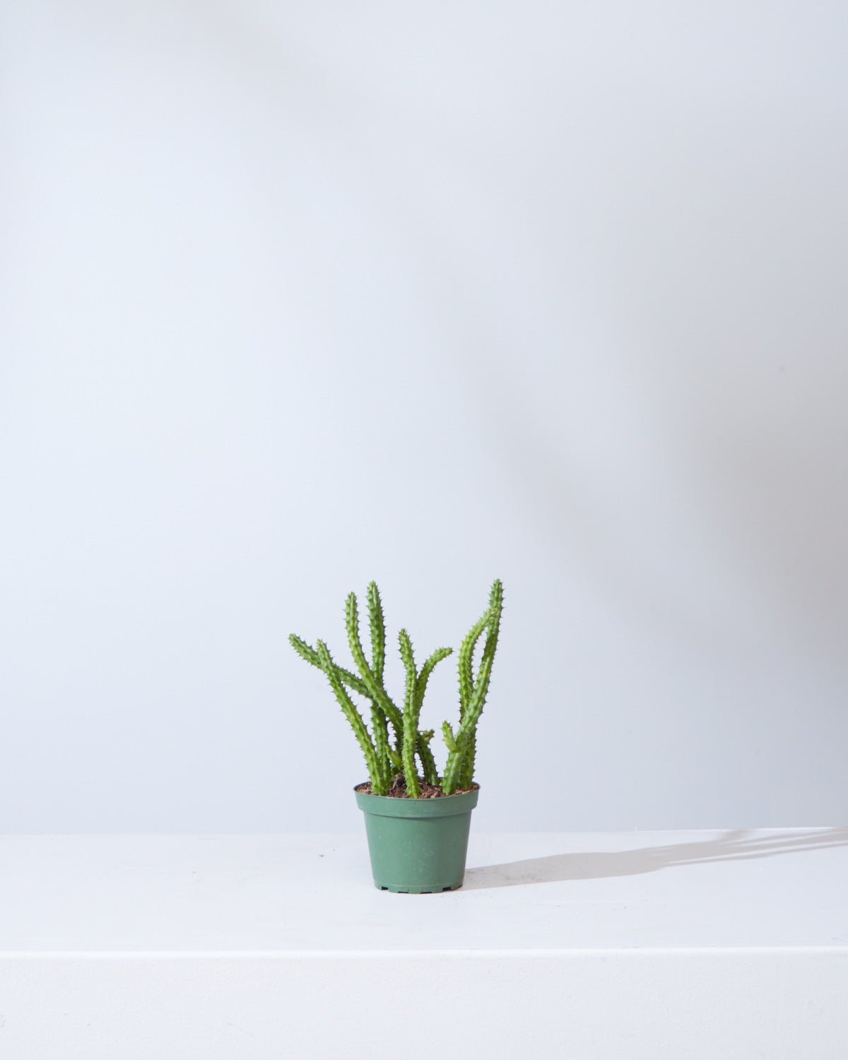 STAPELIA 4" Grower Pot