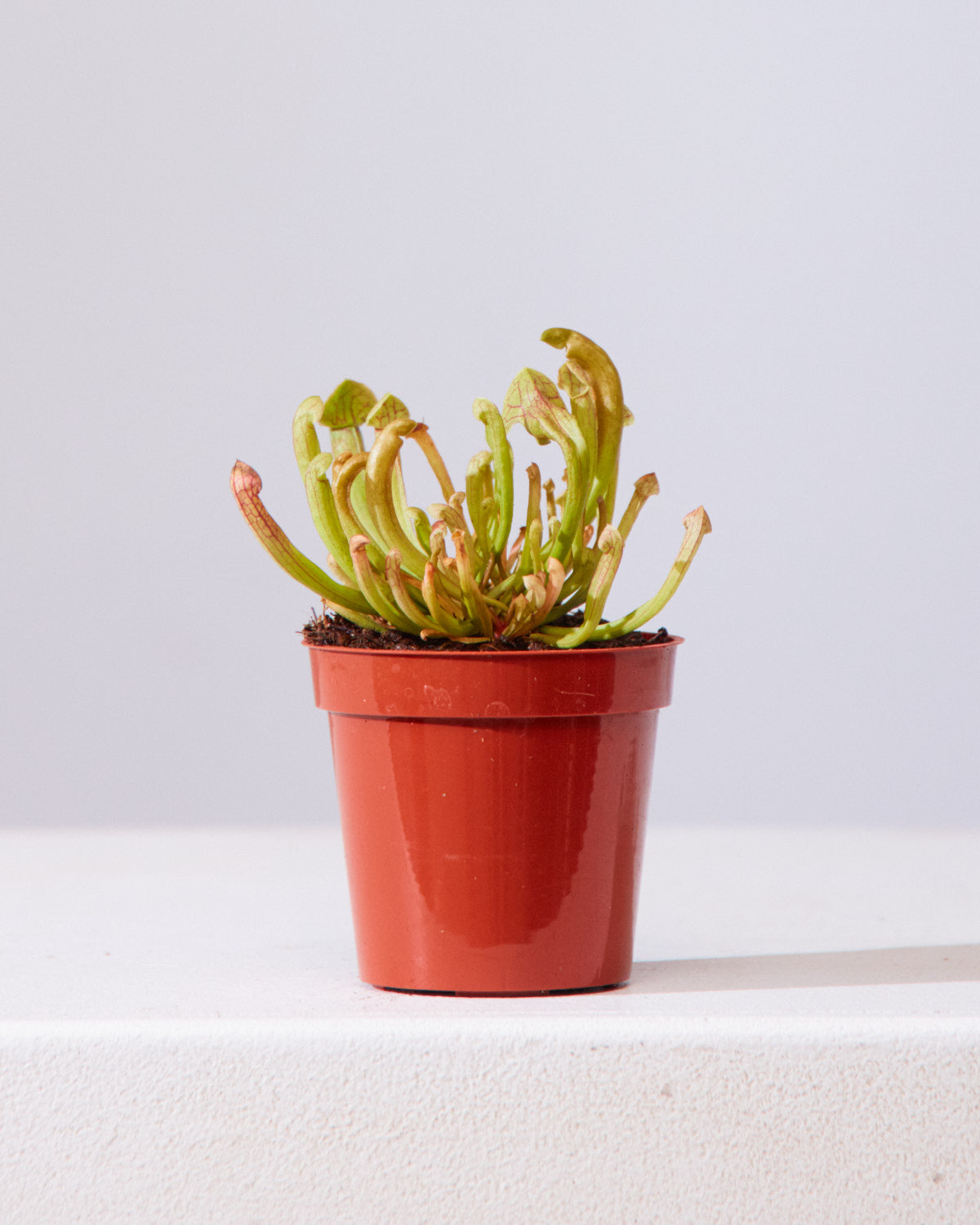 PITCHER PLANT 3.5" Grower Pot