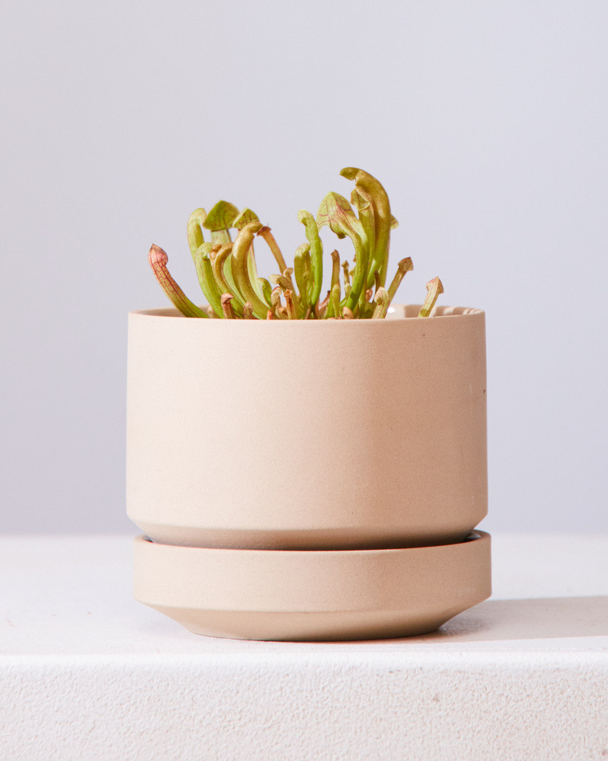 PITCHER PLANT 3.5" Grower Pot