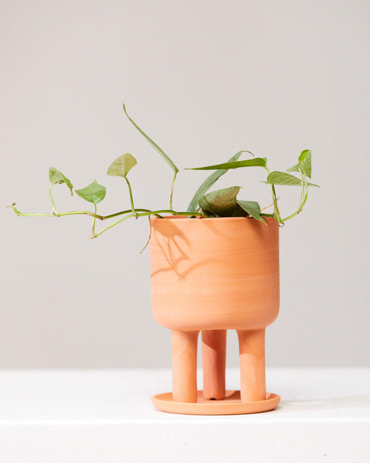pothos in terracotta POTHOS CEBU BLUE 4" Grower Pot – Dynasty Plants