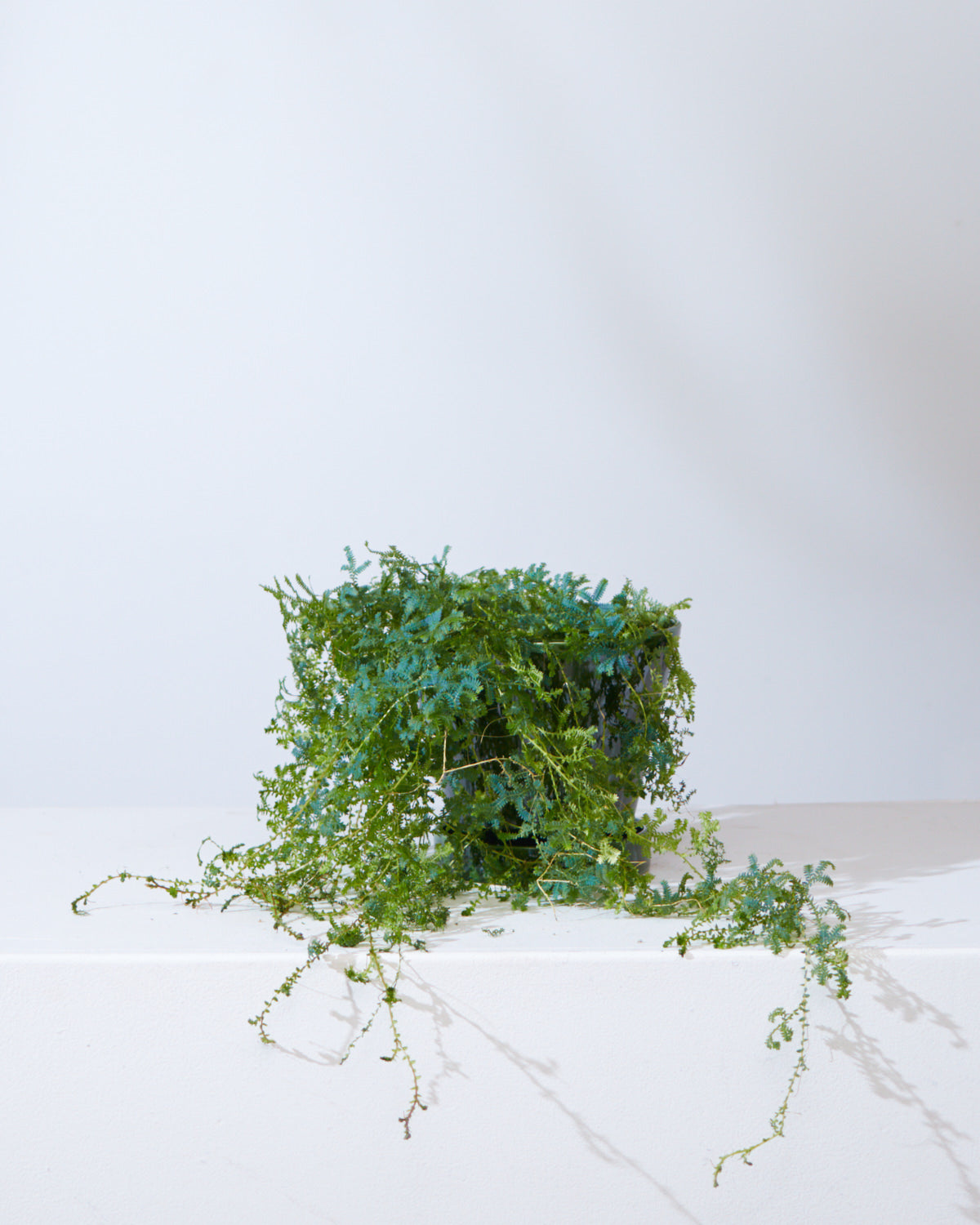 SELANGINELLA FERN (PEACOCK FERN) 6" Grower Pot