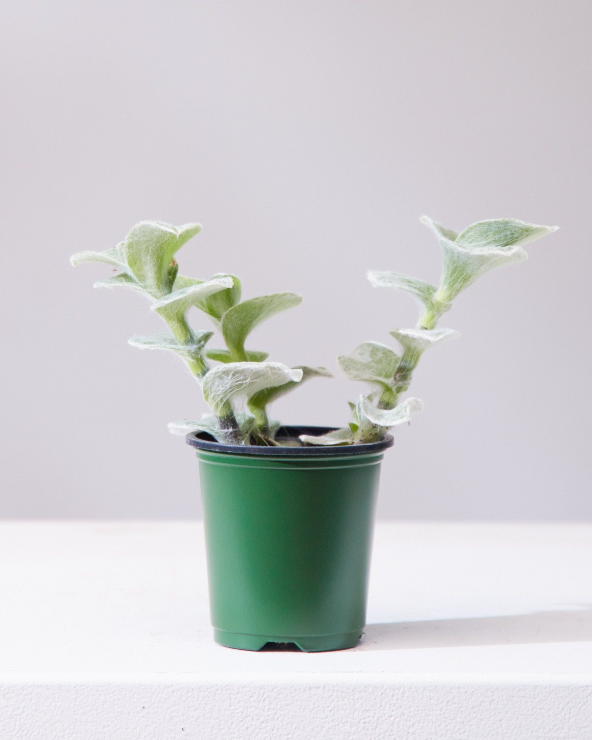 white velvet indoor plant TRADESCANTIA WHITE VELVET 'WOOLY' 3.5