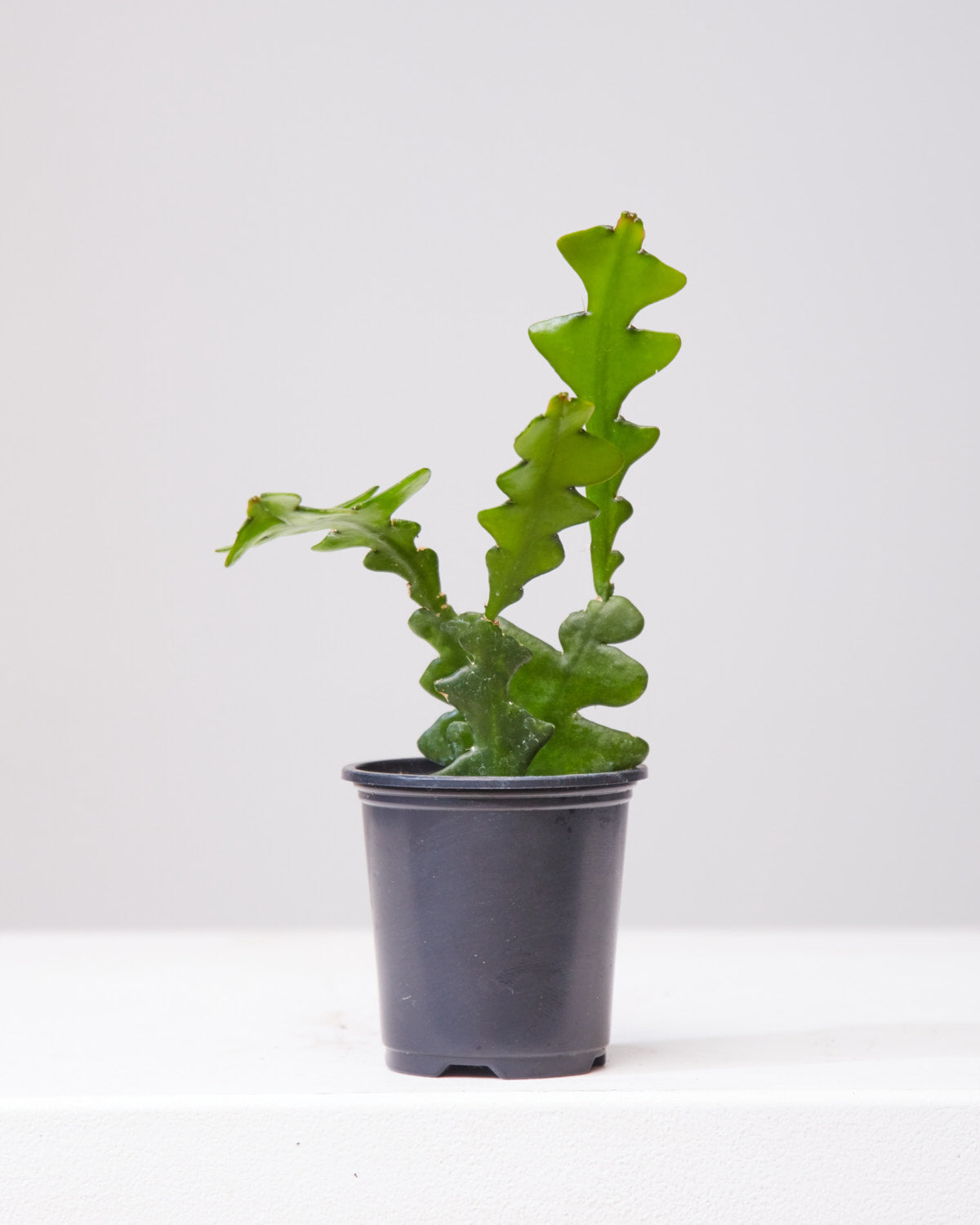 Fishbone Cactus: Disocactus anguliger - 4 inch pot