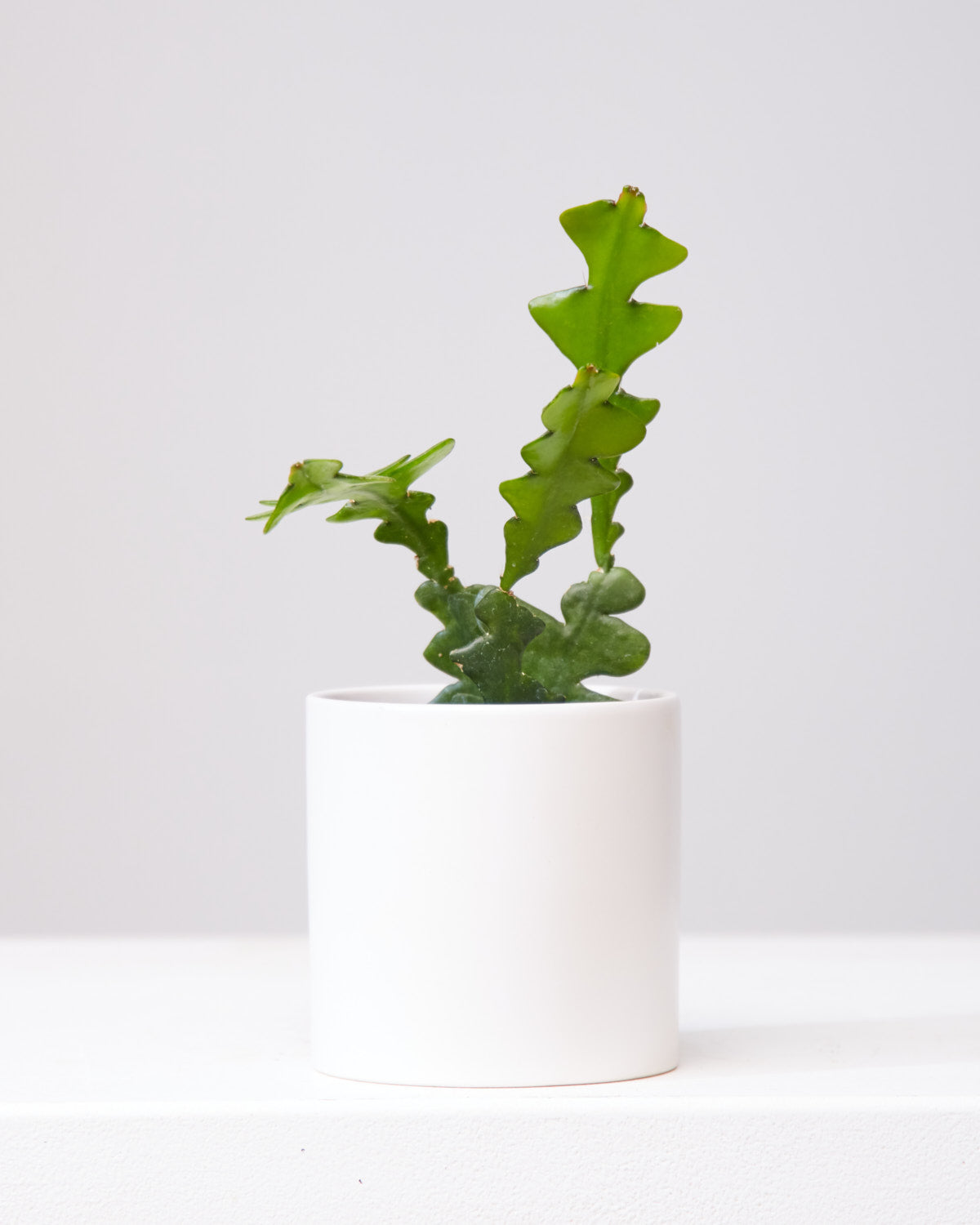 Fishbone Cactus: Disocactus anguliger - 4 inch pot