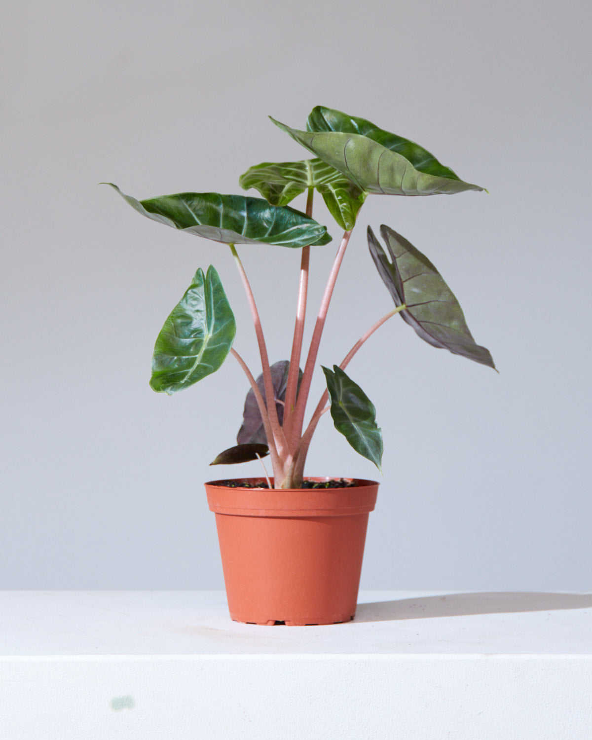 pink elephant ear plant indoor Pink Dragon Elephant Ear: Alocasia