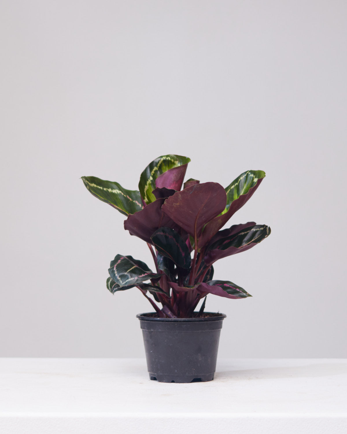 CALATHEA ROSEOPTICA 4" Grower Pot