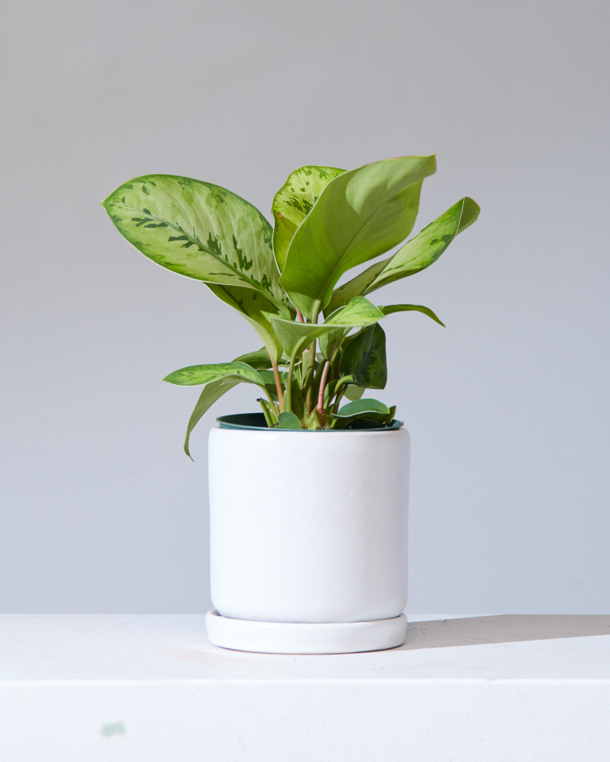 HOMALOMENA 'SELBY' 6" Grower Pot