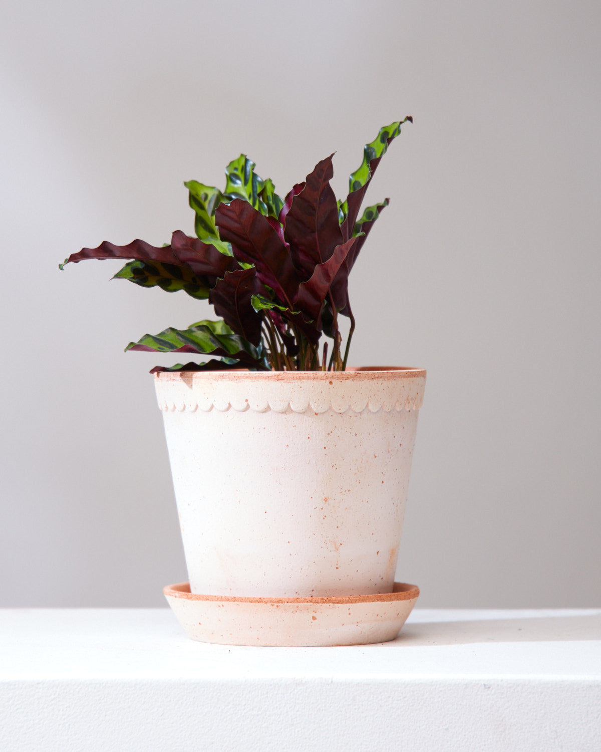 Rattlesnake Calathea: Goeppertia lancifolia - 6 inch pot