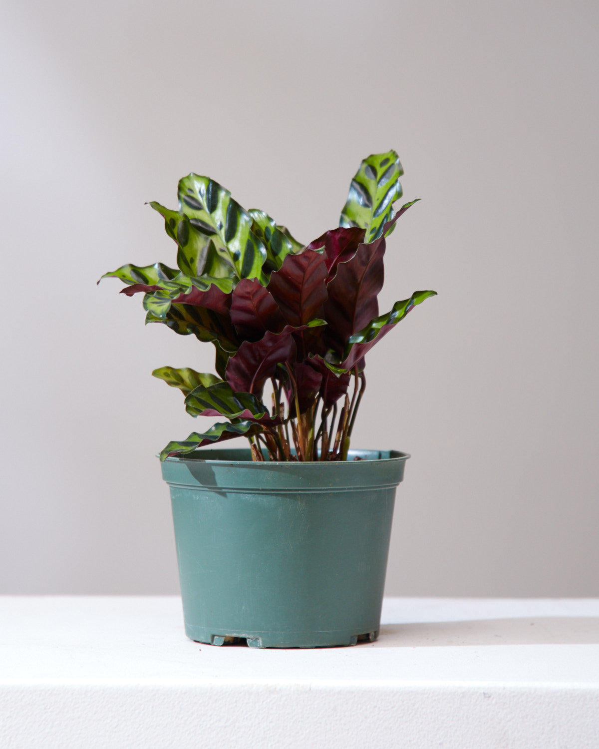 Rattlesnake Calathea: Goeppertia lancifolia - 6 inch pot