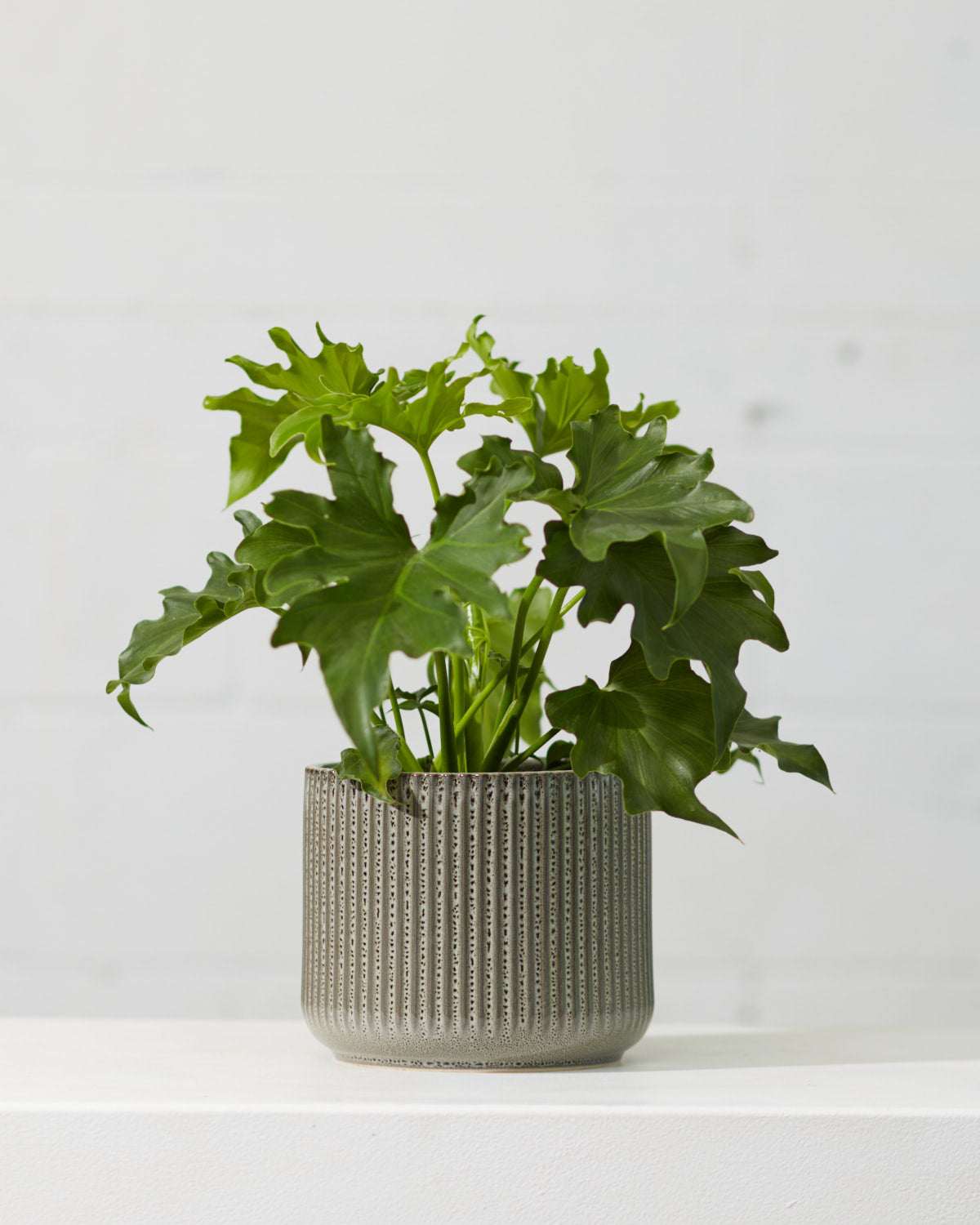Hope Selloum: Philodendron bipinnatifidum - 6 inch pot