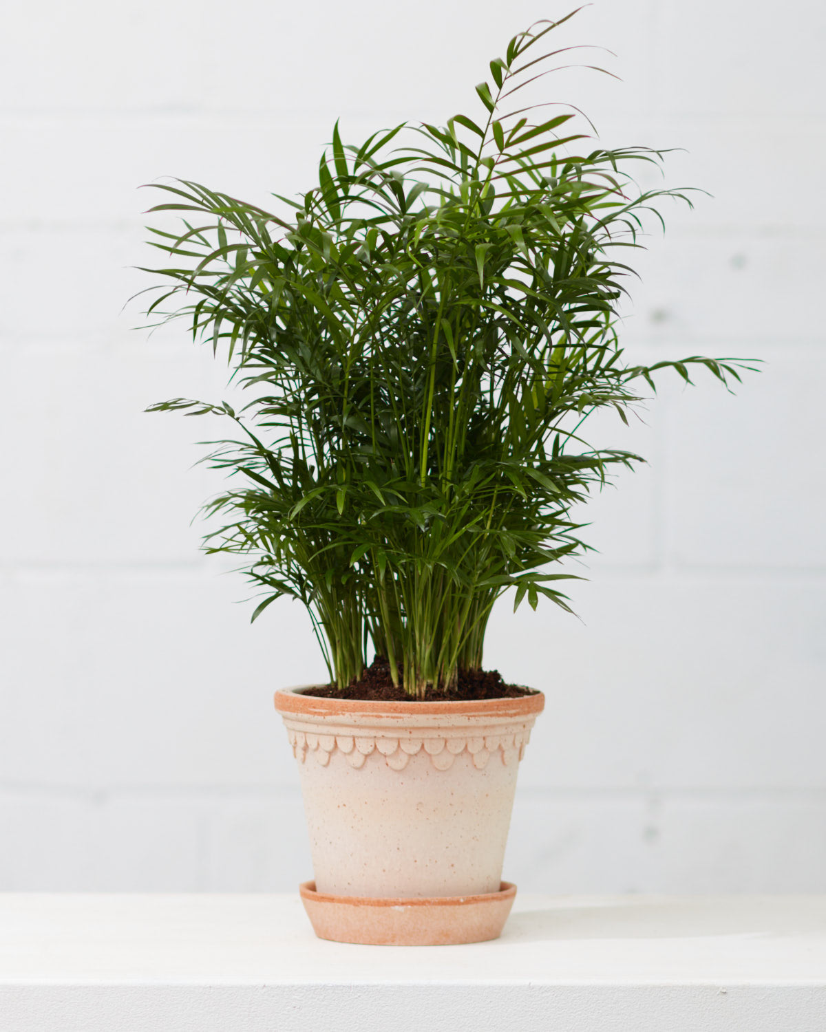 6.3 Inch BERGS POTTER 'COPENHAGEN' ANTIQUE ROSA