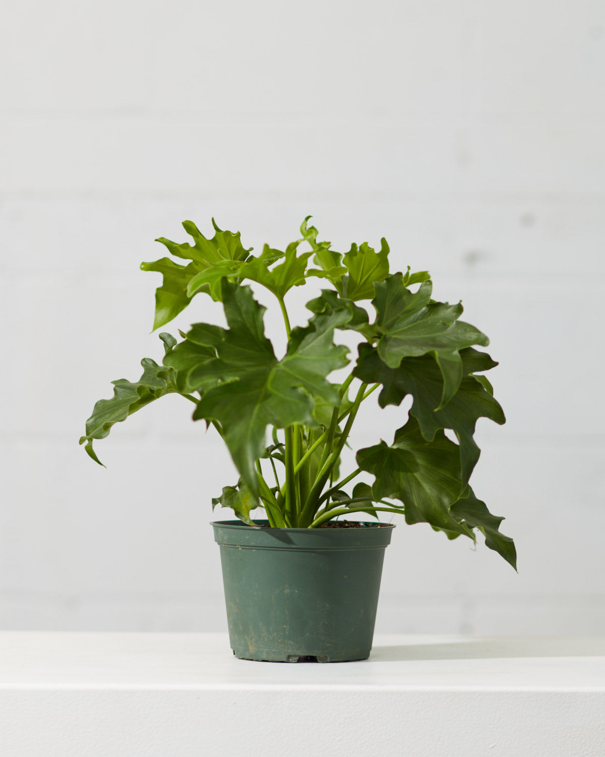 Hope Selloum: Philodendron bipinnatifidum - 6 inch pot
