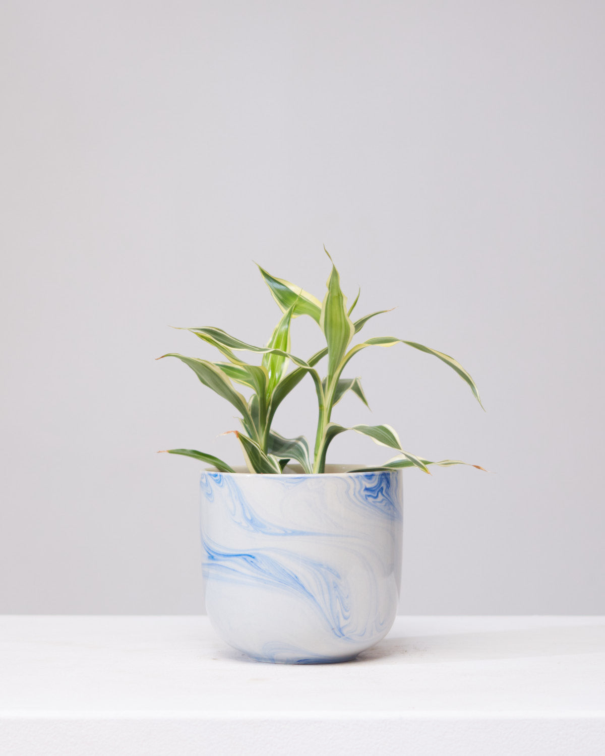 DRACAENA SANDERIANA 'LUCKY BAMBOO' 3.5" Grower Pot