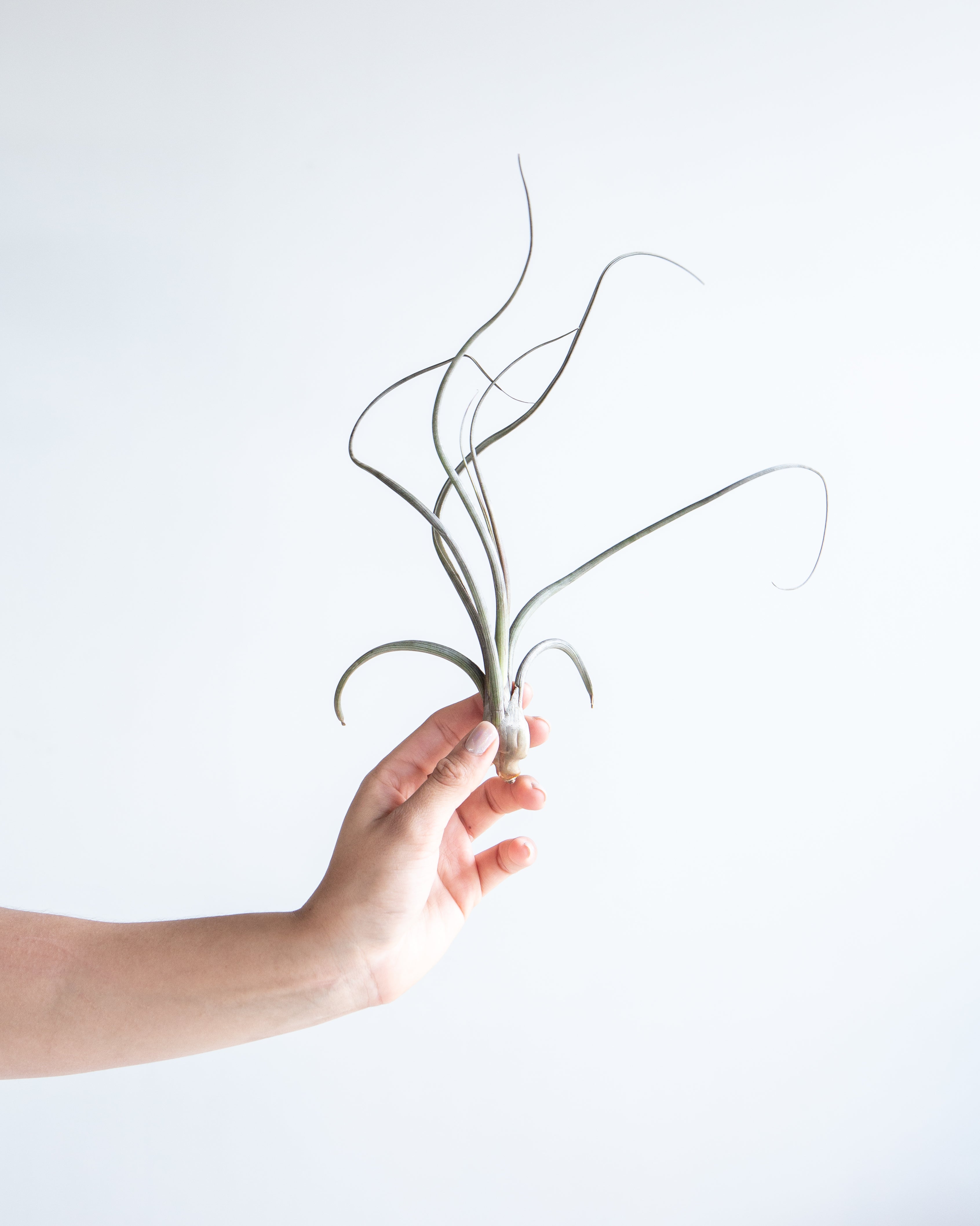 TILLANDSIA 'BAILEYII' AIR PLANT