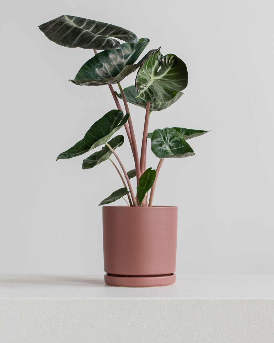 Small 6 Inch MOMMA POTS CYLINDER - DUSTY ROSE