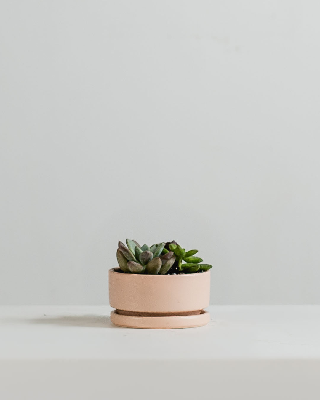 blush plant pot Small 4 Inch MOMMA POTS LOW BOWL