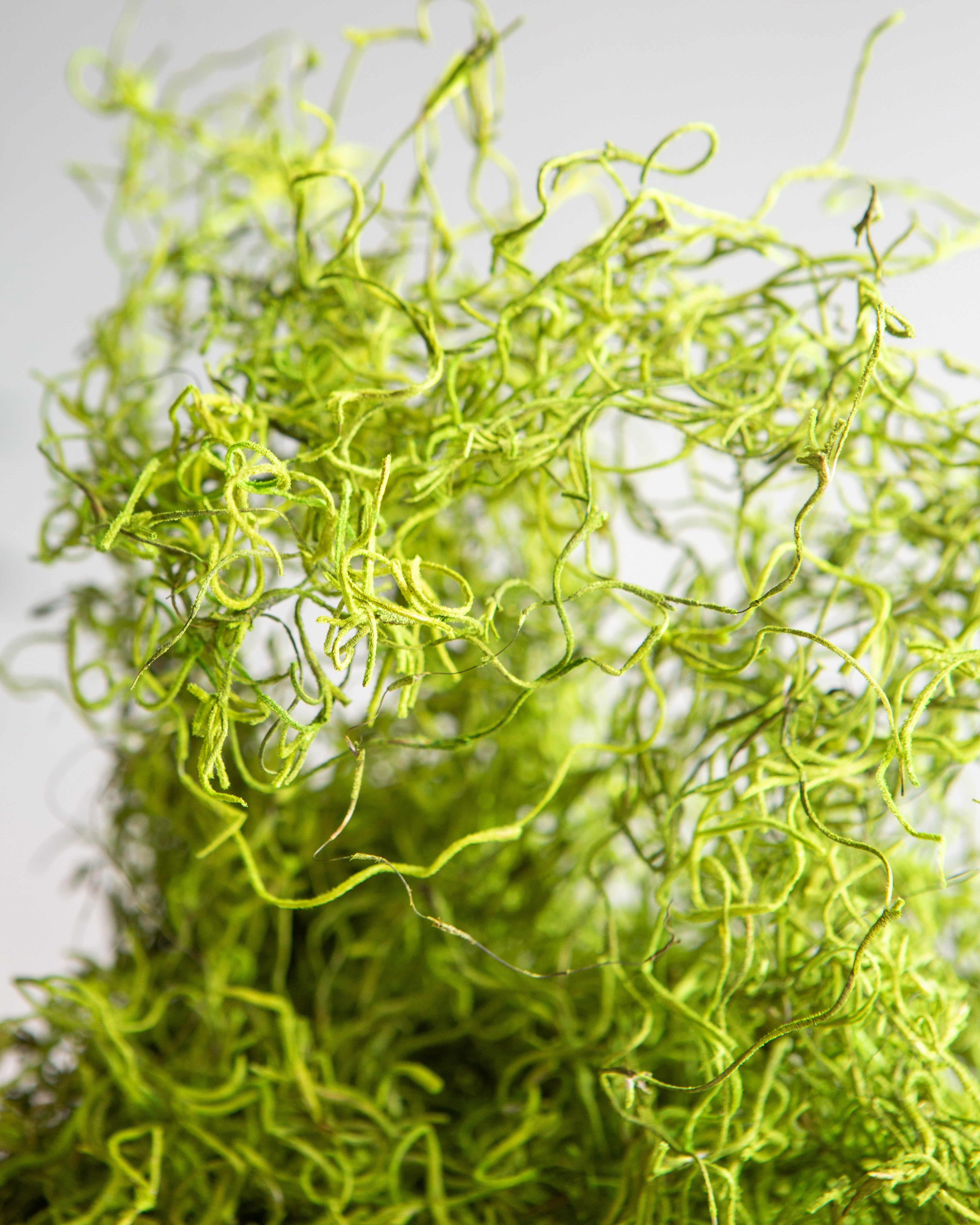 PRESERVED MOSS- GREEN