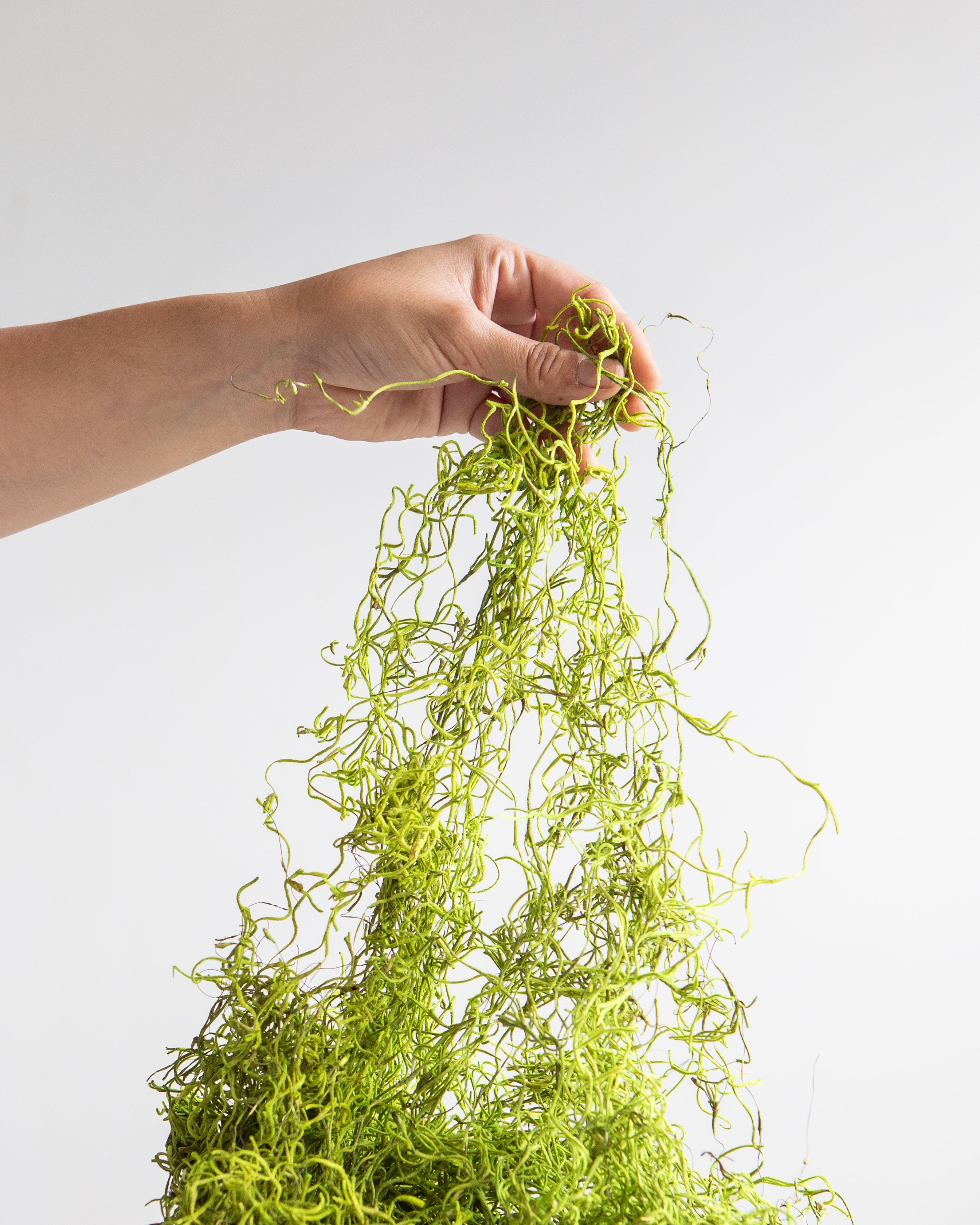 PRESERVED MOSS- GREEN