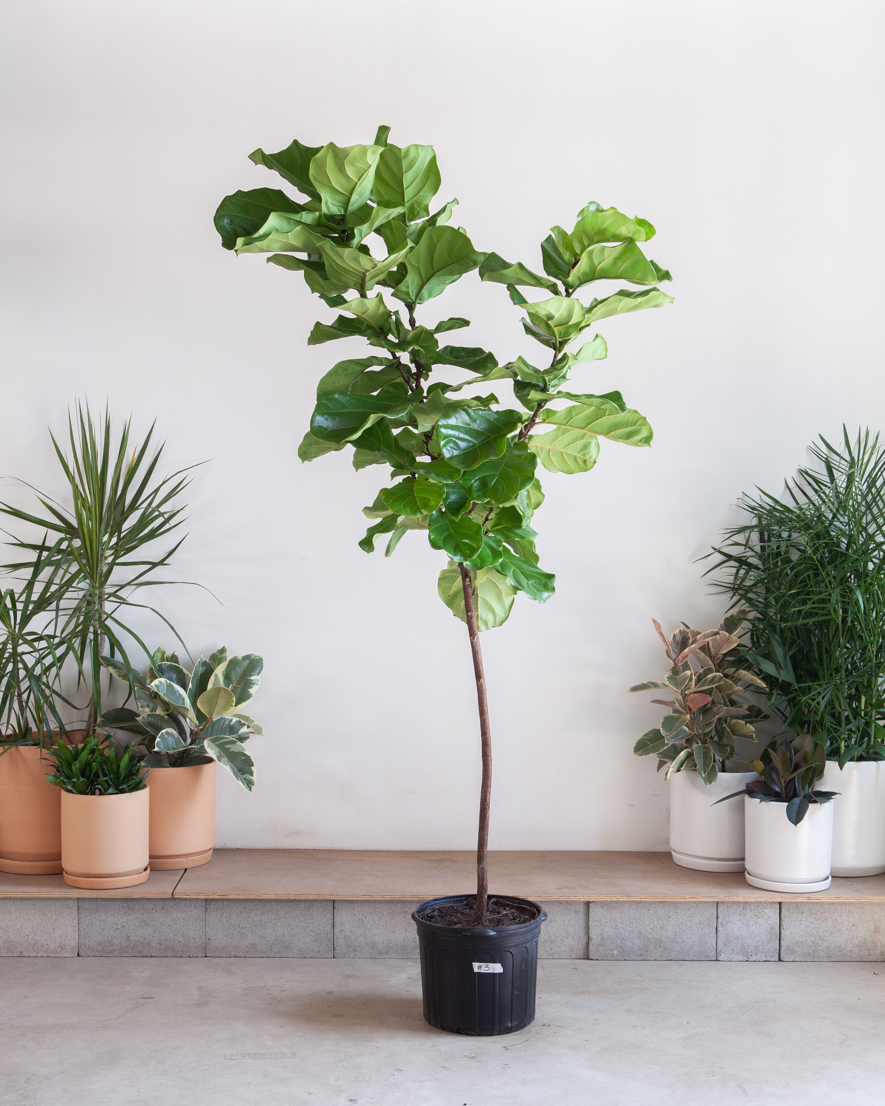 LARGE 14"+ PLANTS