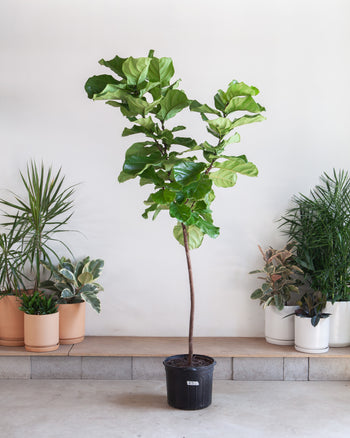 LARGE 14"+ PLANTS