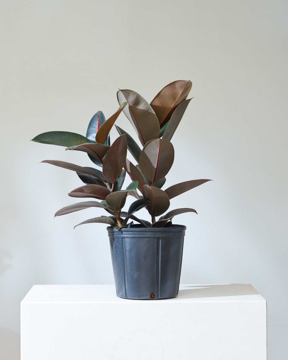 MEDIUM 10"-12" PLANTS