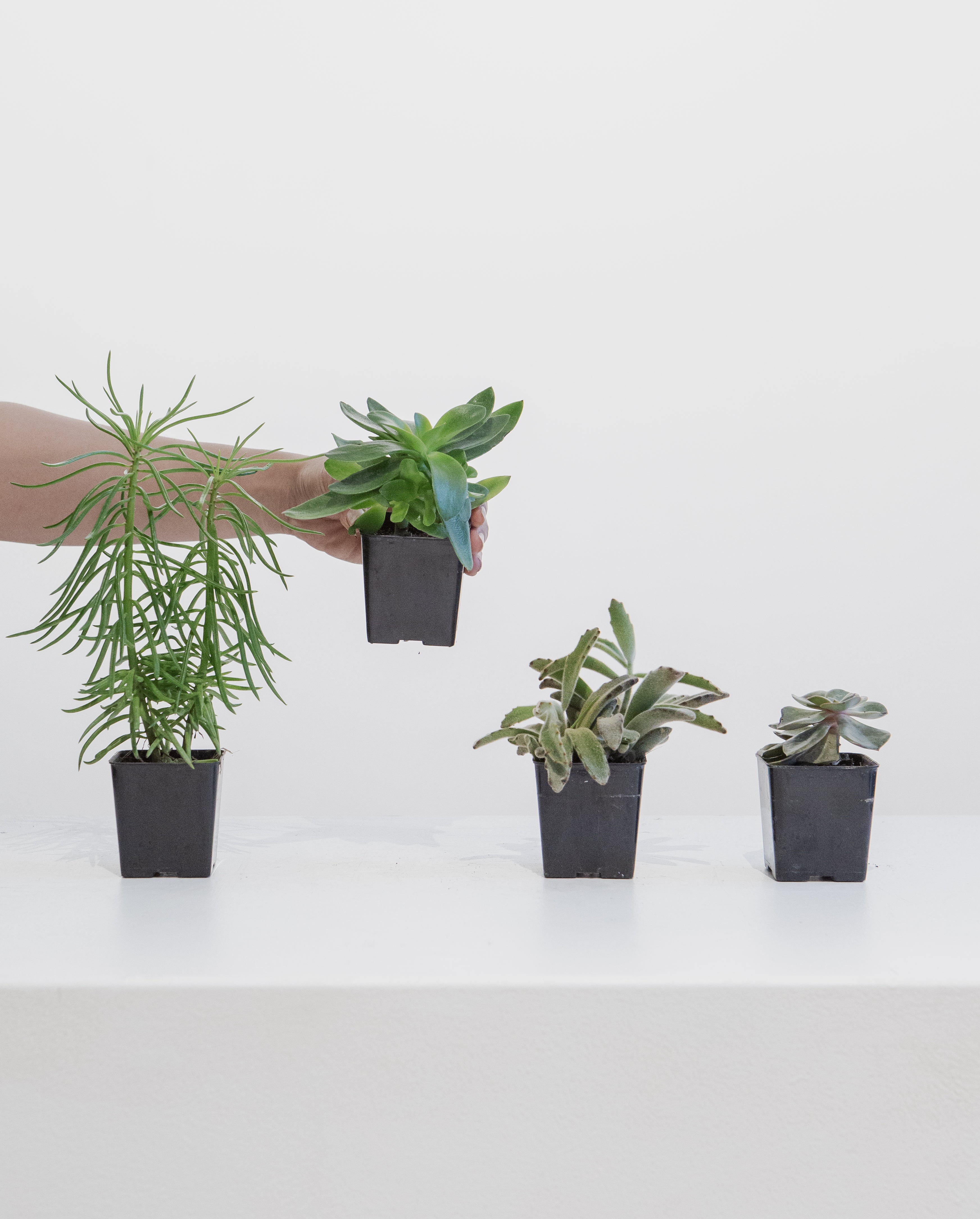 LITTLE PLANTS 2"-4"