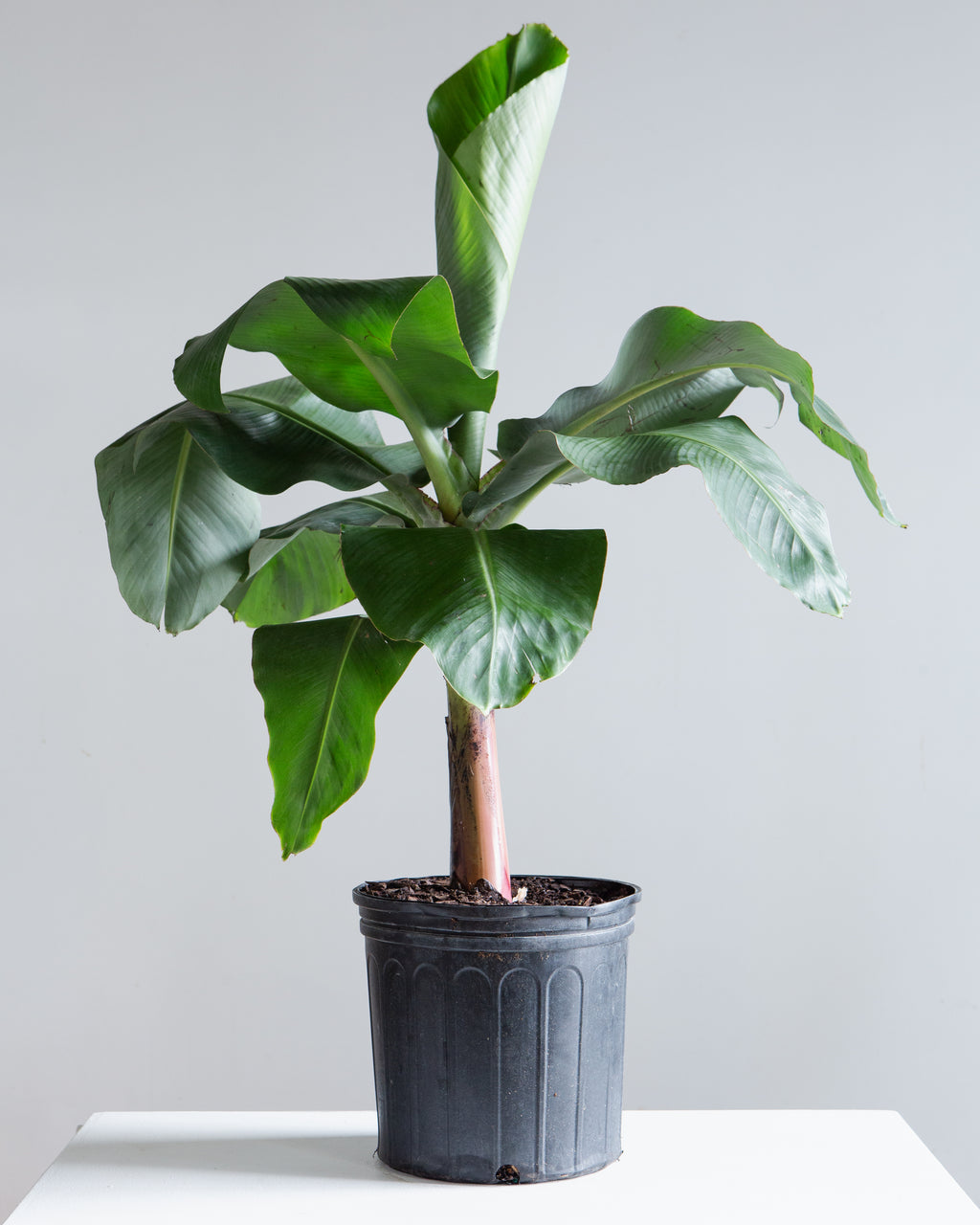 BANANA PLANT MUSA 10" Grower Pot