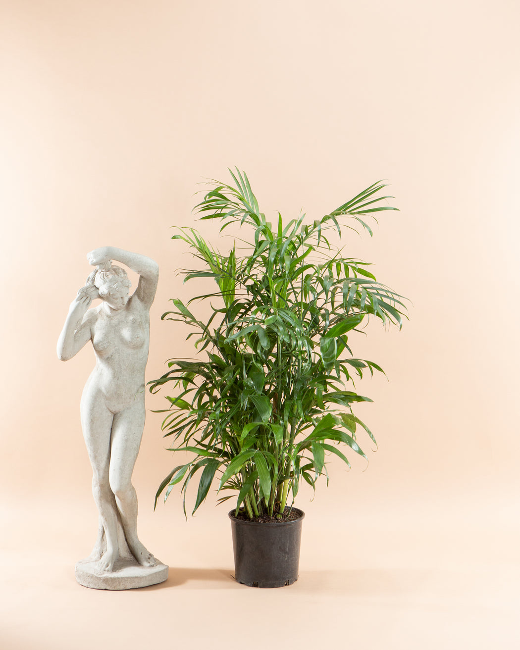 PALM SEIFRIZII 'BAMBOO PALM' 10" Grower Pot (4-5.5' tall)