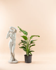  'BIRD OF PARADISE' (STRELITZIA NICOLAI) 10" Grower Pot (3.5'-4' tall)