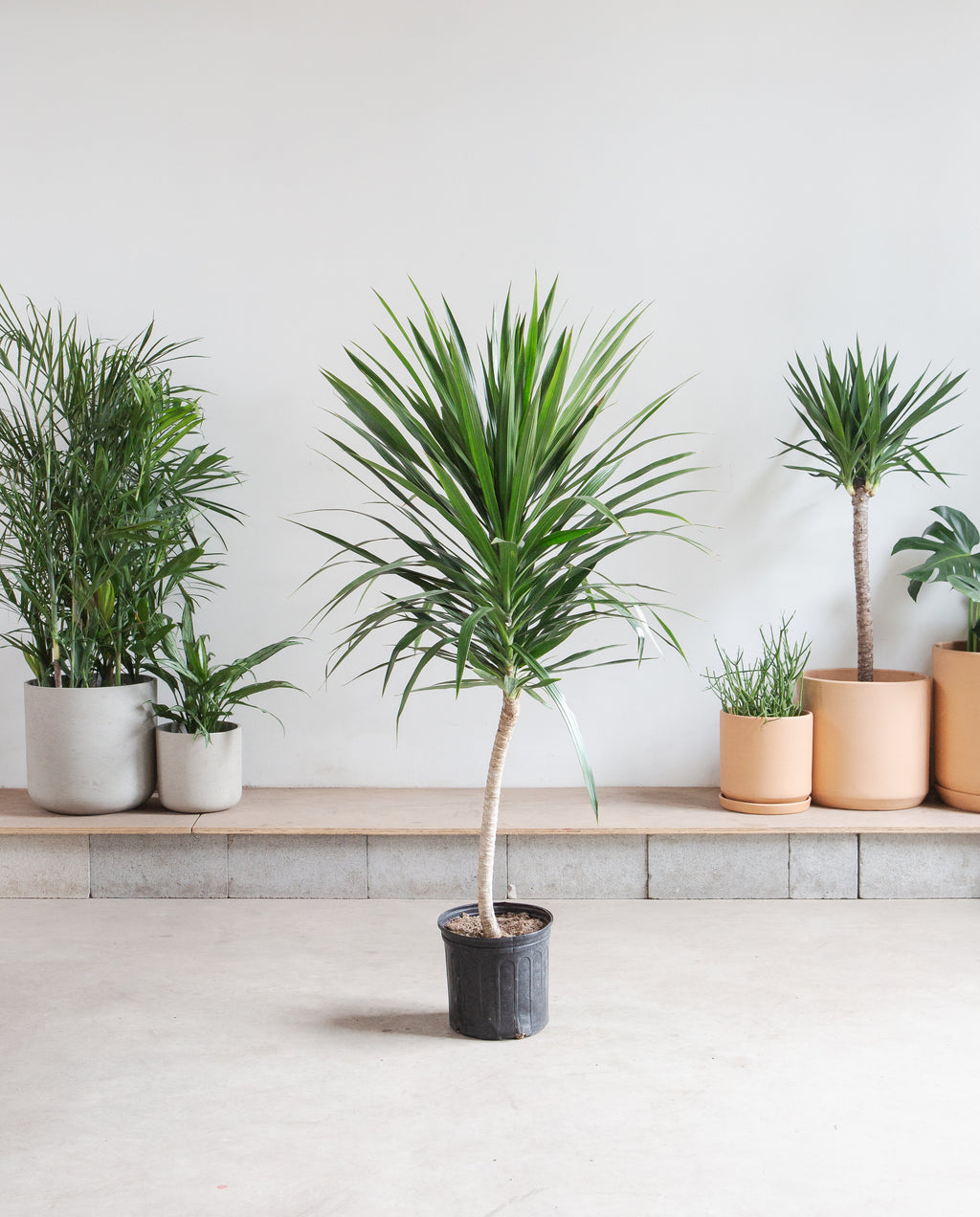 Tarzan Dragon Tree: Dracaena marginata - 10 inch pot - 4.5-5 foot tall