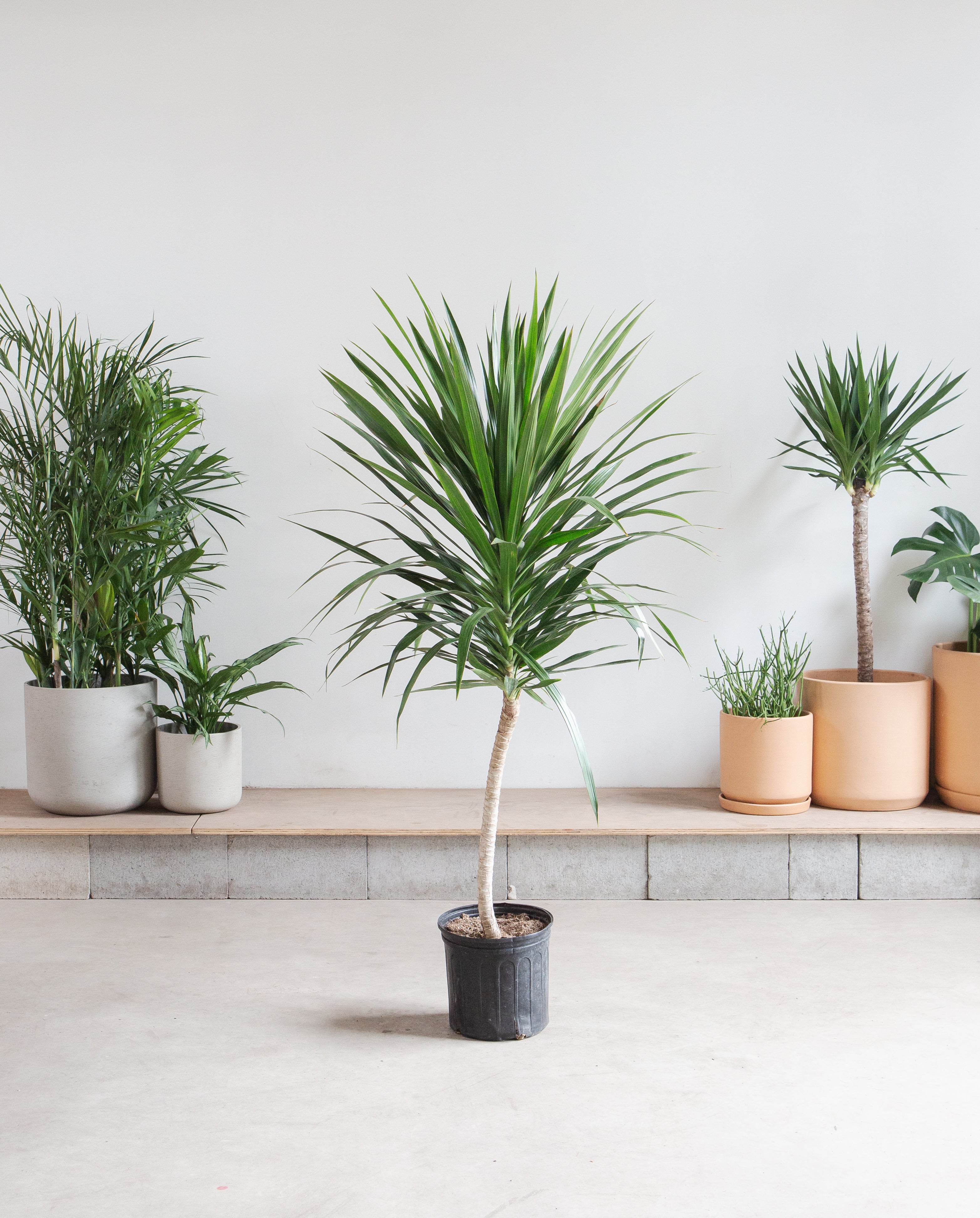 Tarzan Dragon Tree: Dracaena marginata - 10 inch pot - 4.5-5 foot tall