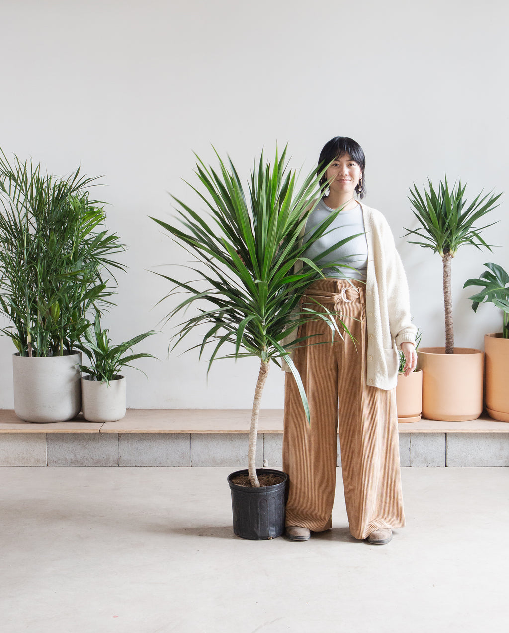 Tarzan Dragon Tree: Dracaena marginata - 10 inch pot - 4.5-5 foot tall