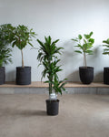 Staggered Elegance Cane: Dracaena fragrans - 10 inch pot - 4-5 foot tall