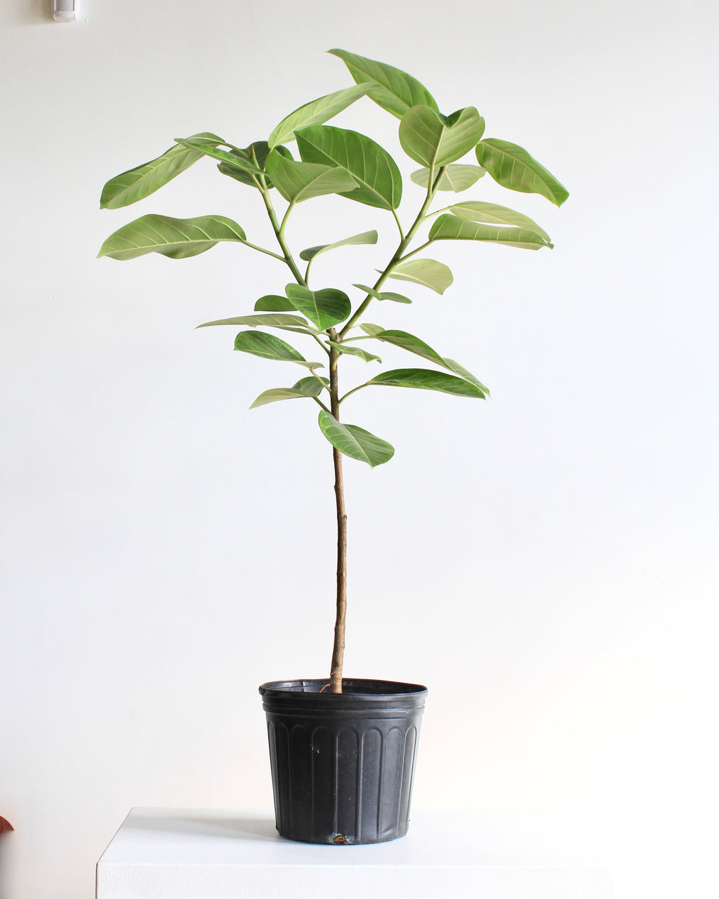 Yellow Gem Fig Tree: Ficus altissima - 10 inch pot - 4-5 foot tall