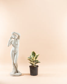  RUBBER PLANT 'FICUS ELASTICA TINEKE' 10" Grower Pot (3.5' tall)