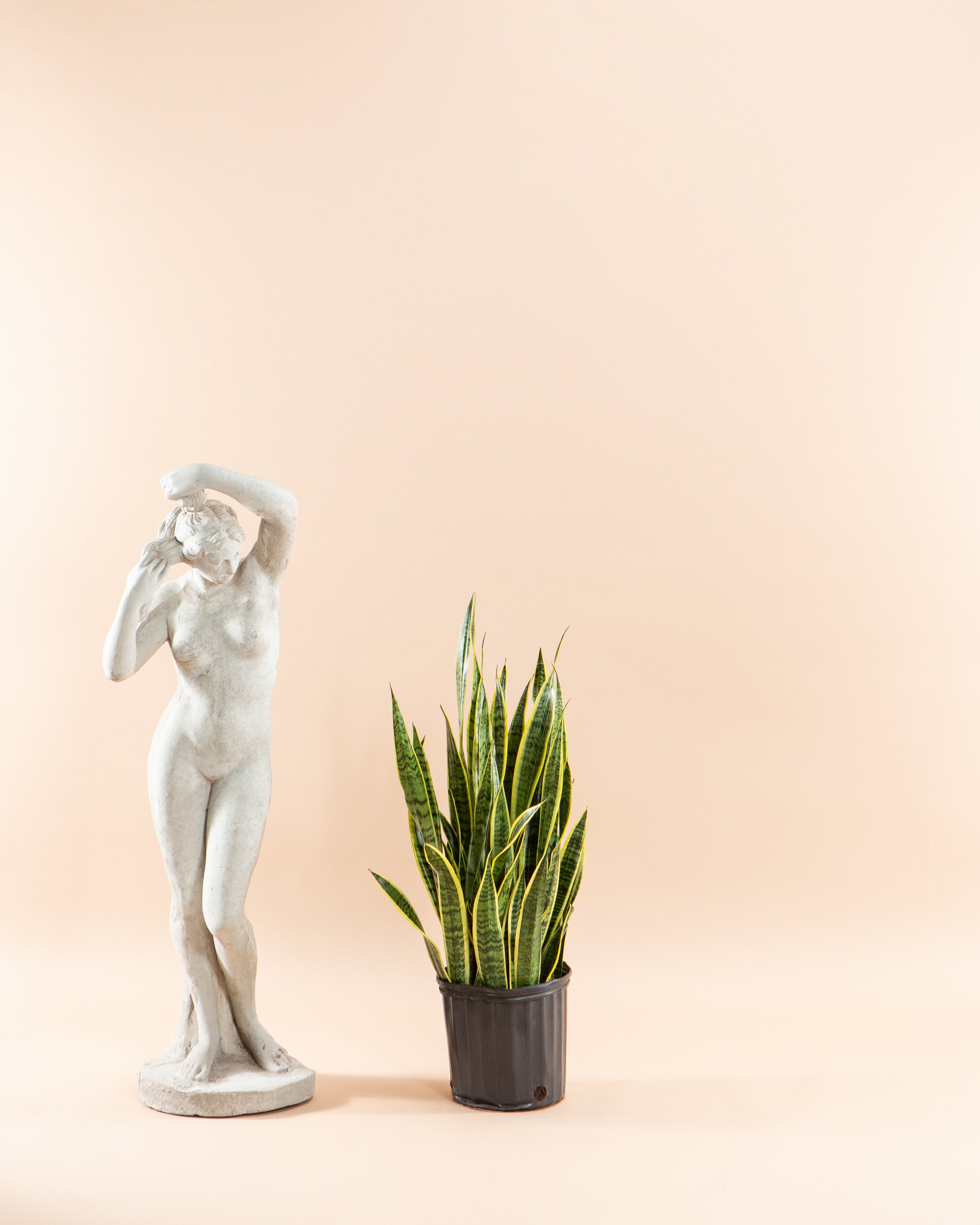 Sansevieria Trifasciata (Pianta Del Serpente) In Vaso 9cm: Perfetta Per Ufficio, Facilissima Da Curare, Altezza 20-25cm