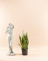 SNAKE PLANT (SANSEVIERIA 'LAURENTII') 10" Grower Pot