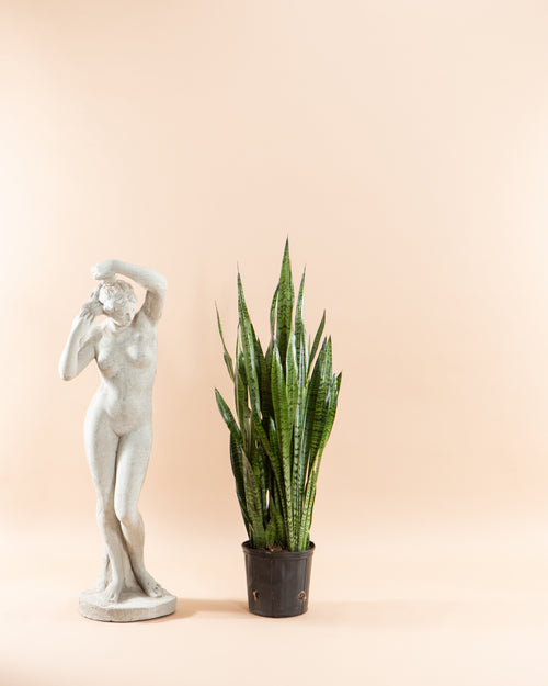 SNAKE PLANT (SANSEVIERIA 'ZEYLANICA') 10" Grower Pot (∼2.5-3 ft tall)