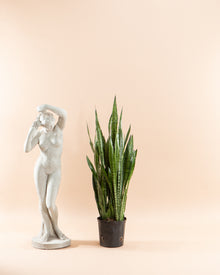  SNAKE PLANT (SANSEVIERIA 'ZEYLANICA') 10" Grower Pot