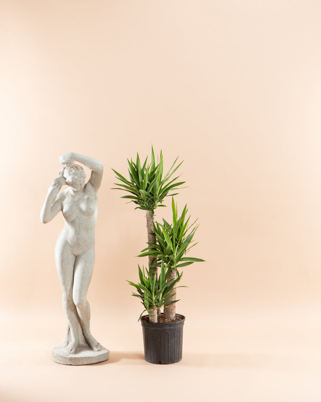 Yucca Staggered Cane: Yucca gigantea - 10 inch pot - 4-5 foot tall