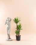 Yucca Staggered Cane: Yucca gigantea - 10 inch pot - 4-5 foot tall