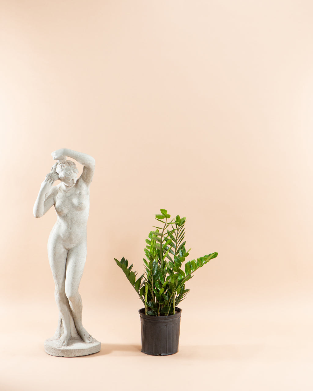 10 zz plant ZZ Plant: Zamioculcas zamiifolia - 10 inch pot