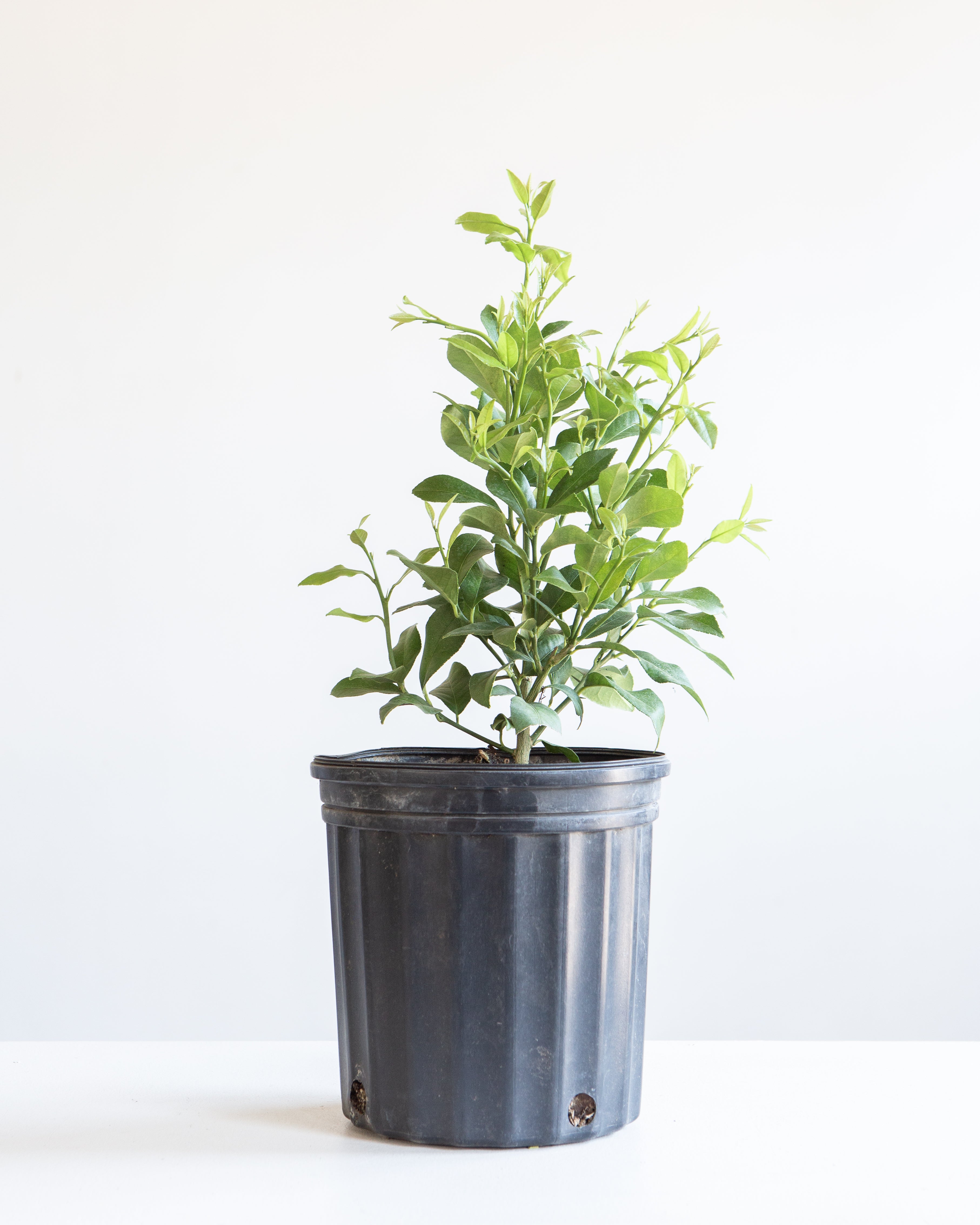 Lemon Tree: Citrus limon - 10 inch pot - 2-3 foot tall
