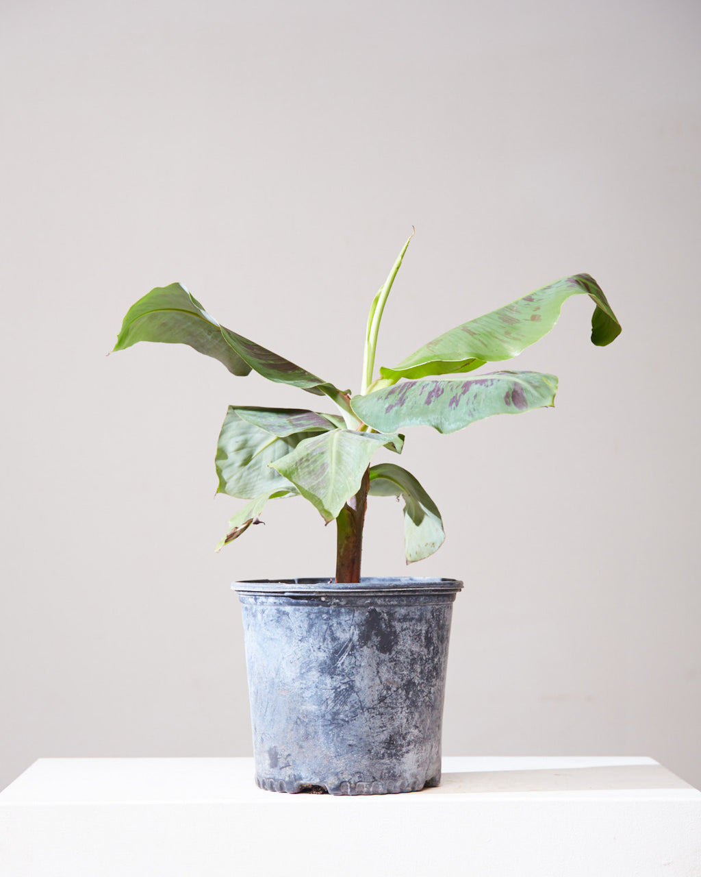 BANANA PLANT MUSA 10" Grower Pot
