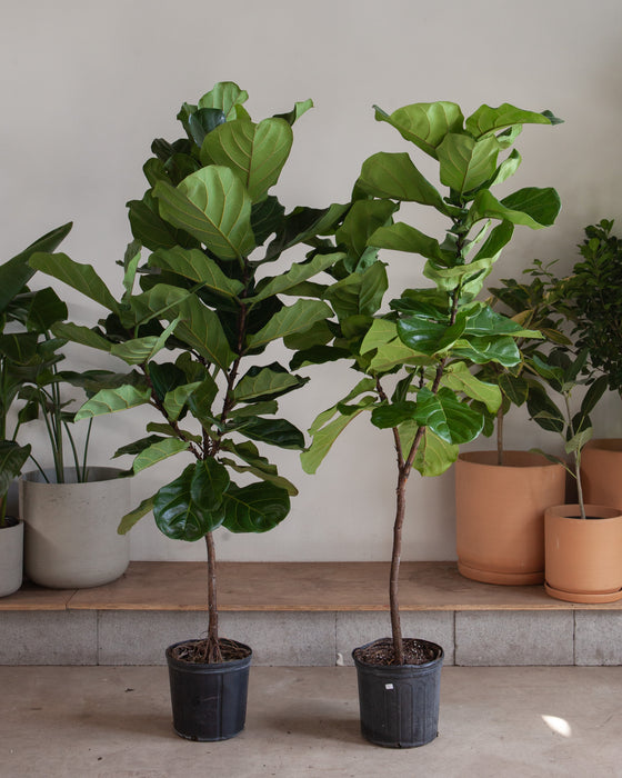 FIDDLE-LEAF FIG (FICUS LYRATA STANDARD) 12" Grower Pot 6 Feet Tall