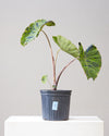 COLOCASIA 'MOJITO' 10" Grower Pot