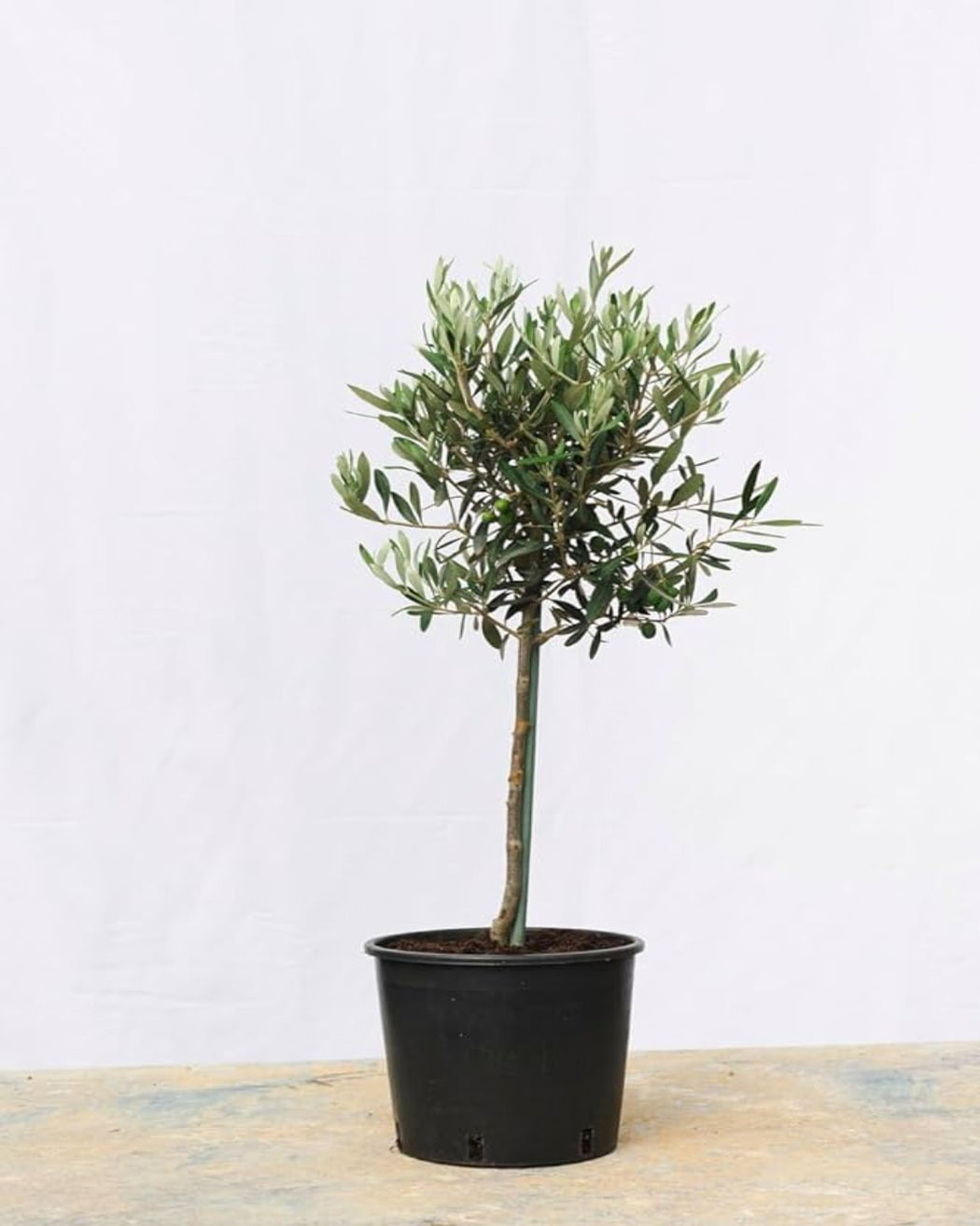 OLIVE TREE 10" Grower Pot (3' tall)