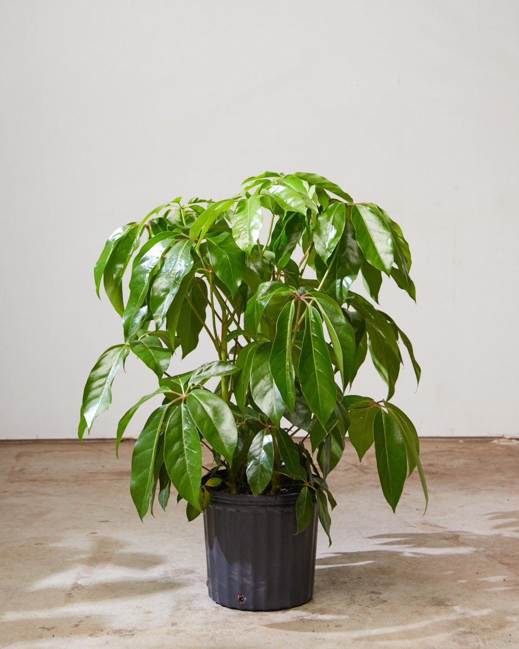 Amate Umbrella Tree: Schefflera actinophylla - 10 inch pot - 4-4.5 foot tall